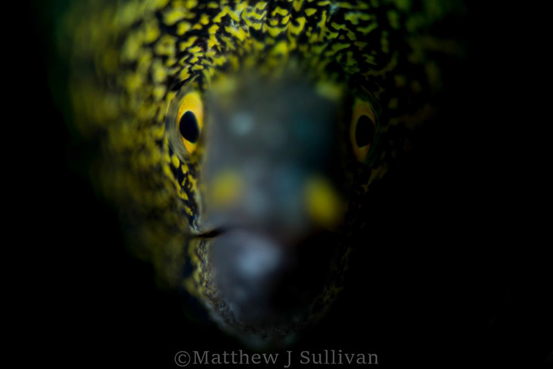 Snowflake Moray, Anilao. Nikon D810, Zeiss Tessar 50mm f2.8, 12mm extension tube