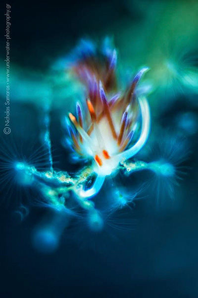 Nudibranch. Canon 5D Mark II, Trioplan 100mm f2.8, Subsee +5