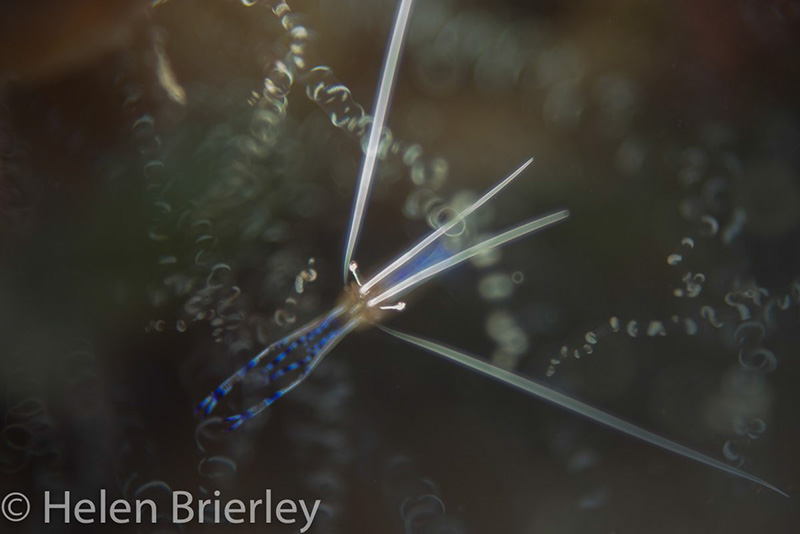 Pederson Cleaning Shrimp, Roatan. Nikon D800, Trioplan 100mm f2.8, Subsee +5