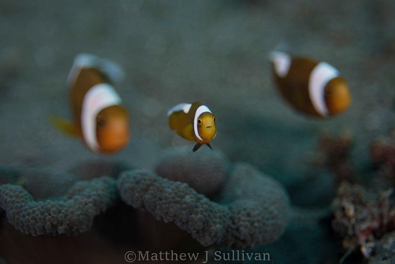 Saddleback Clownfish, Anilao. Nikon D810, Zeiss Tessar 50mm f2.8, 12mm extension tube