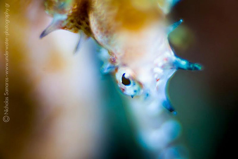 Thorny Seahorse, Philippines. Canon 5D Mark II, Trioplan 100mm f2.8, Subsee +5