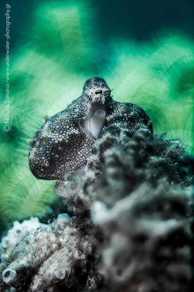 Mototi Octopus, Philippines. Canon 5D Mark II, Trioplan 100mm f2.8