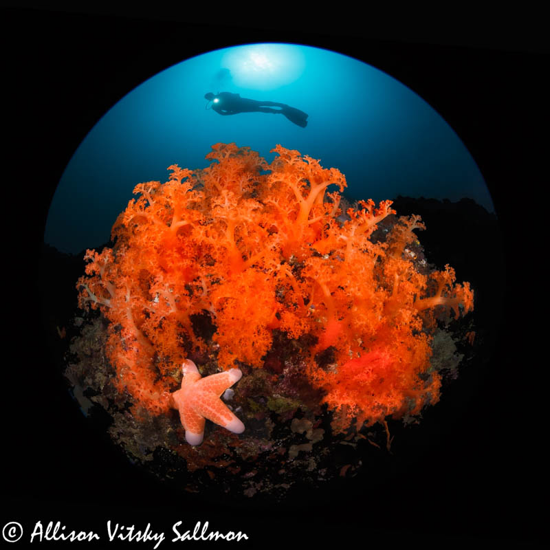 canon 8-15mm circular fisheye photo canon 8-15mm circular fisheye photo