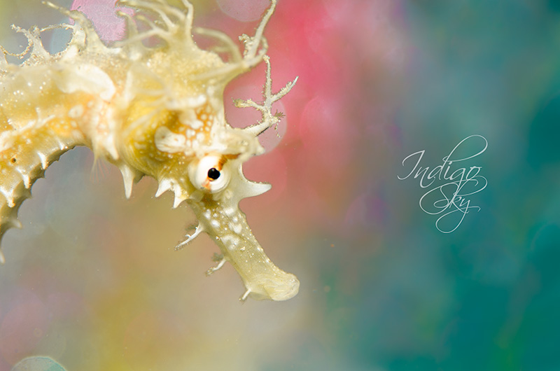 Sea horse: ISO 100, 1/320th @ f/7.0