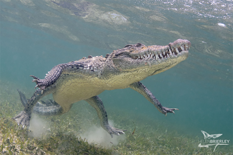 Photo by Helen Brierley