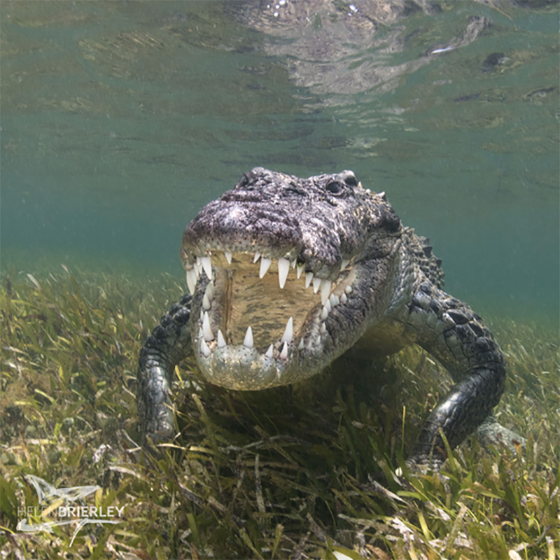 Photo by Helen Brierley