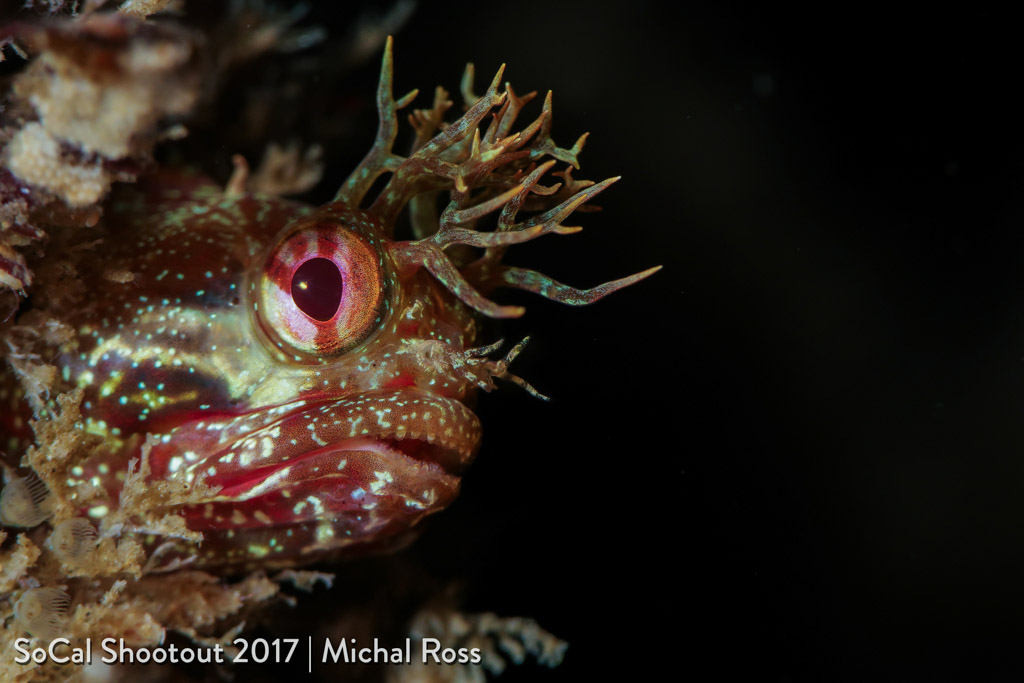 Fringehead-1st Place Mirrorless Macro-Michael Ross