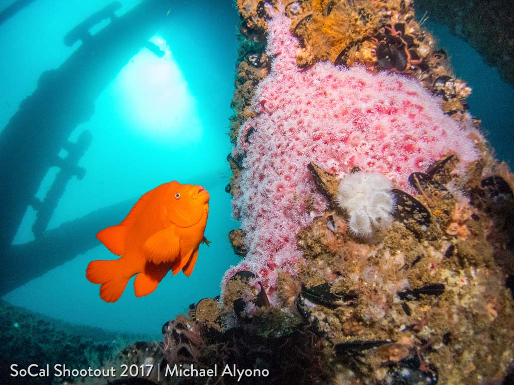 Garibaldi at Oil Rigs-1st Place Compact Wide Angle-Michael Alyono