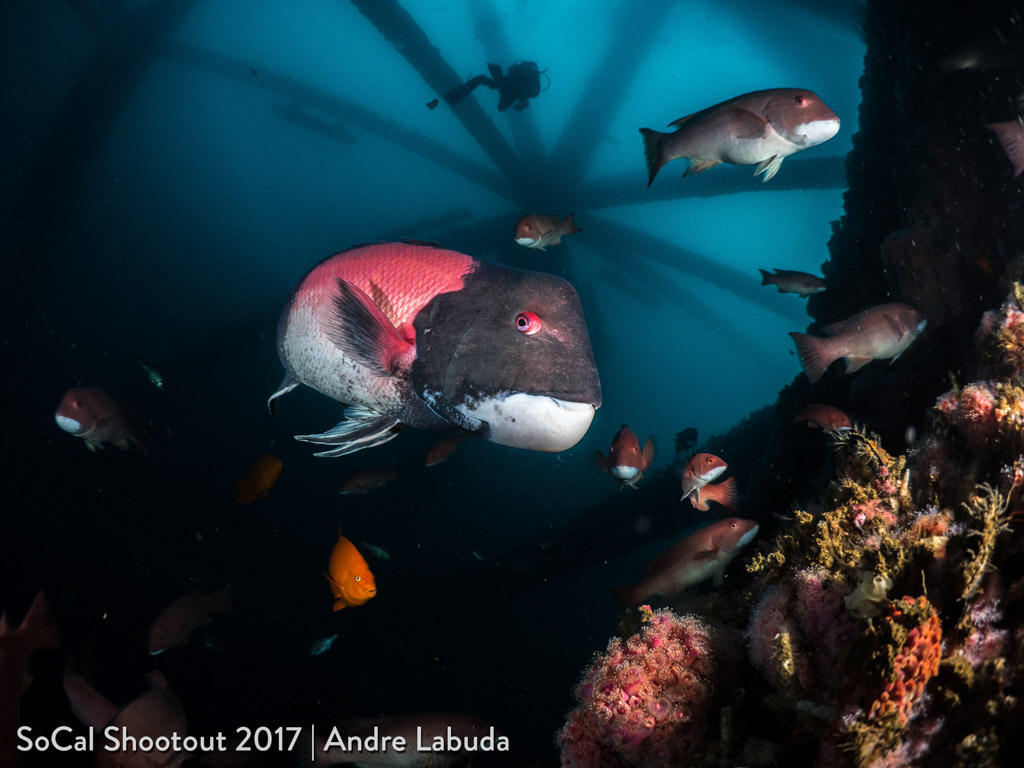 Male Sheepshead at Oil Rigs-1st Place Mirrorless Wide Angle- Andre Labuda