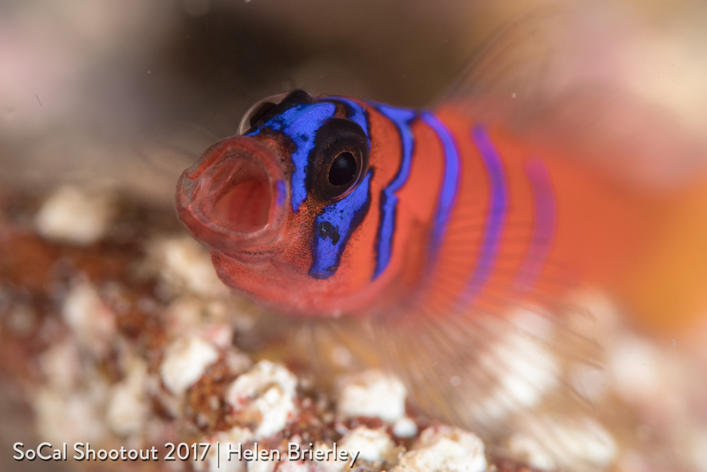 Yawning Bluebanded Goby-Best of Show & 1st place Macro Winner- Helen Brierley SoCal Shootout 2017 winning photos