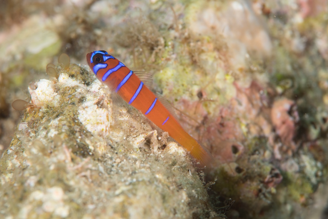 One of the "shy" gobies that quickly swam away Goby Underwater Photo
