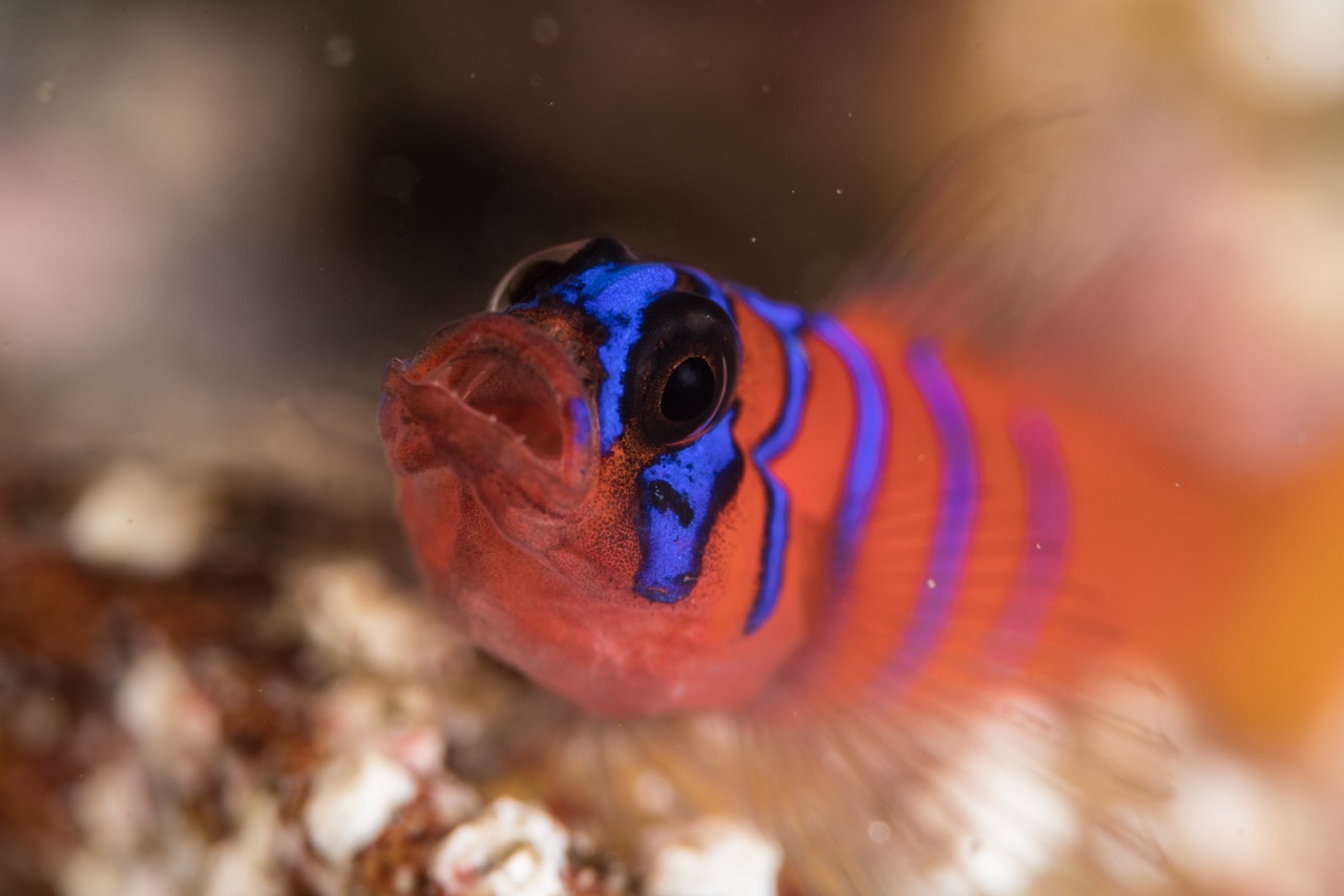 Starting a yawn Goby Underwater Photo by Helen Brierley
