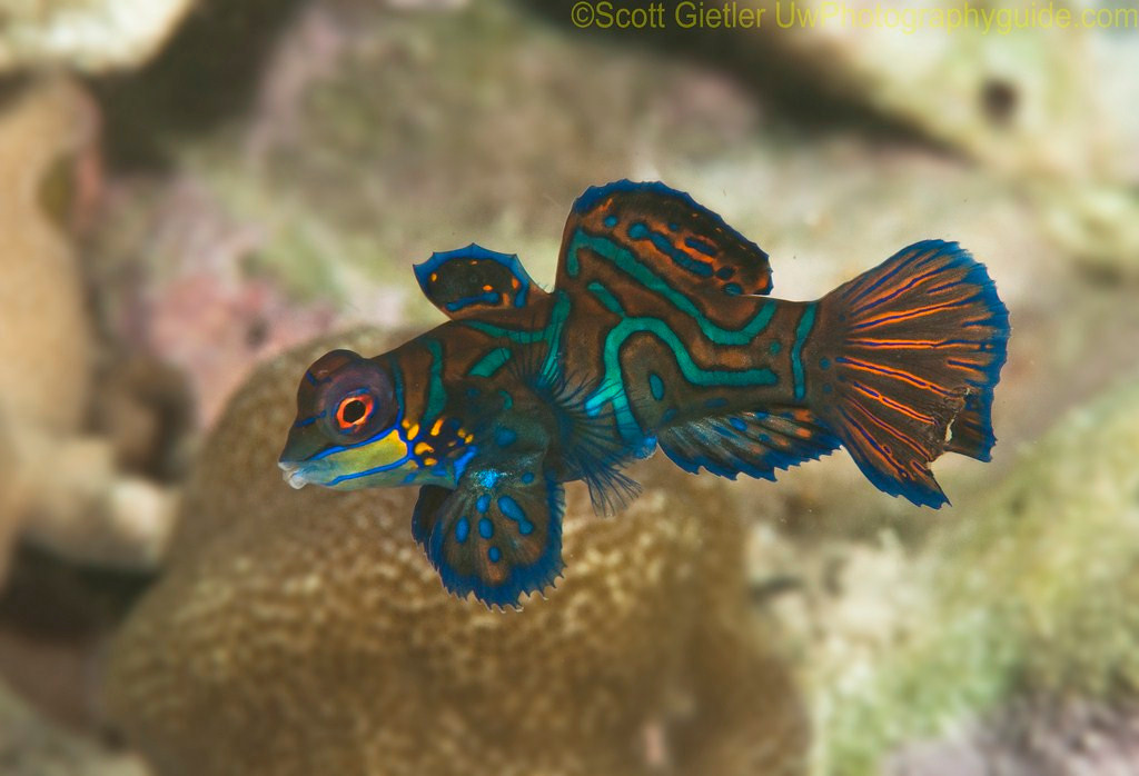 Lone female mandarin fish, before going up to mate with a larger male partner female Mandarin fish