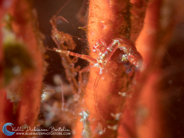 Skeleton Shrimp on Gorgonian, E-M1 Mark II, Olympus 60mm, F22, 1250th