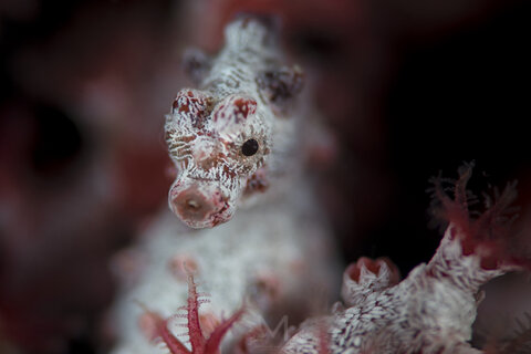 Pygmy Seahorse- Photo taken by Matthew Sullivan. Nikon D500, Nauticam Housing, Nauticam SMC 2x Retra Flash, F7.1, IS0 100, 1/200.