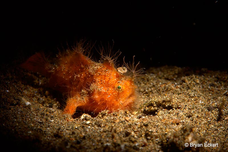 Bryan Eckert uses a snoot to capture this image of a hairy frogfish. Nikon D810, 105mm macro lens, 1/250 sec, f/29.