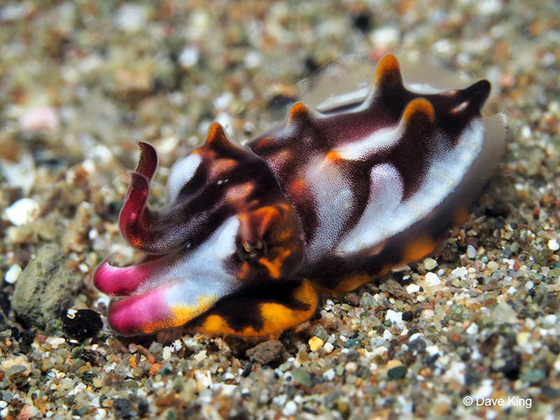 A flamboyant cuttlefish hunts on the sand for tiny shrimp and other prey, Photo by Dave King. Olympus O-MD E-M5 Mark II, 60mm macro lens, 1/250, f/10