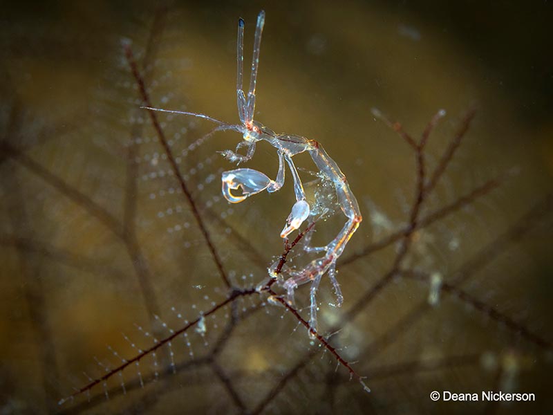 Skeleton shrimp are a fun, yet challenging subject to shoot. Photo by Deana Nickerson. Olympus OM-D E-M1, 60mm macro lens, 1/250 sec, f/9