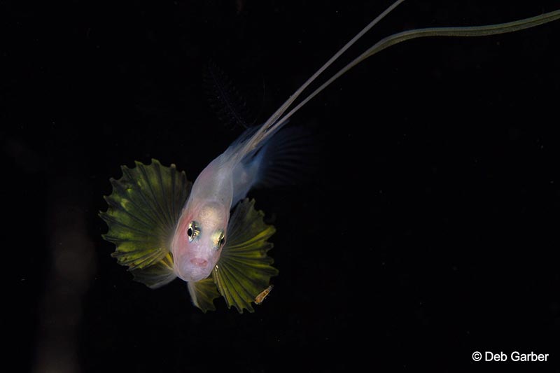 Deb Garber took this beautiful photo of a larval soapfish, during a blackwater dive. Canon EOS 7D, 100mm, 1/200 sec, f/14