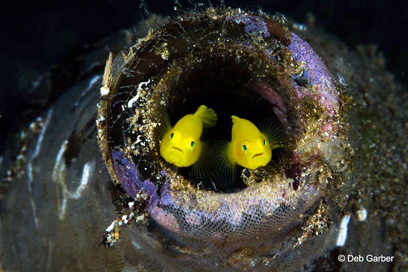 A pair of lemon gobies peek out of their bottle to pose for a photo. Photo by Deb Garber. Canon EOS 7D, 100 mm, 1/160 sec, f/25