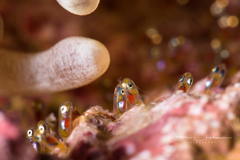 Donna Charboneau shows her supermacro skills with this beautiful photo of clownfish eggs. Nikon D7200, 1/250 sec, f/29