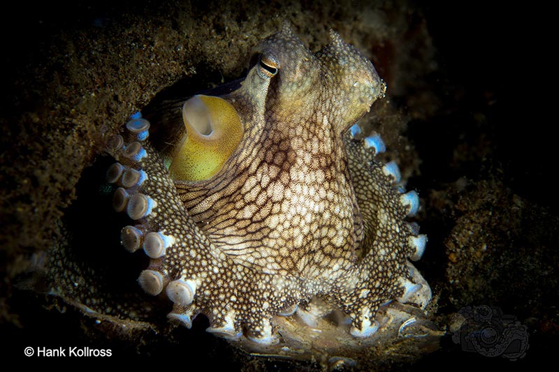 Hank Kollross uses a snoot to highlight this coconut octopus from its drab surroundings.