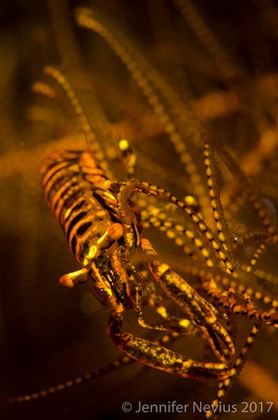The crinoid shrimp is one of several types of animals that find their home in the feathery arms of a crinoid. Photo by Jen Nevius. Nikon D7000, 105mm macro lens, 1/250 sec, f/16.