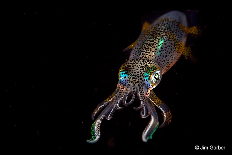 A squid shot at night at the house reef. Photo by Jim Garber. Canon EOS 5D Mark III, 1/80 sec, f/9, 100mm