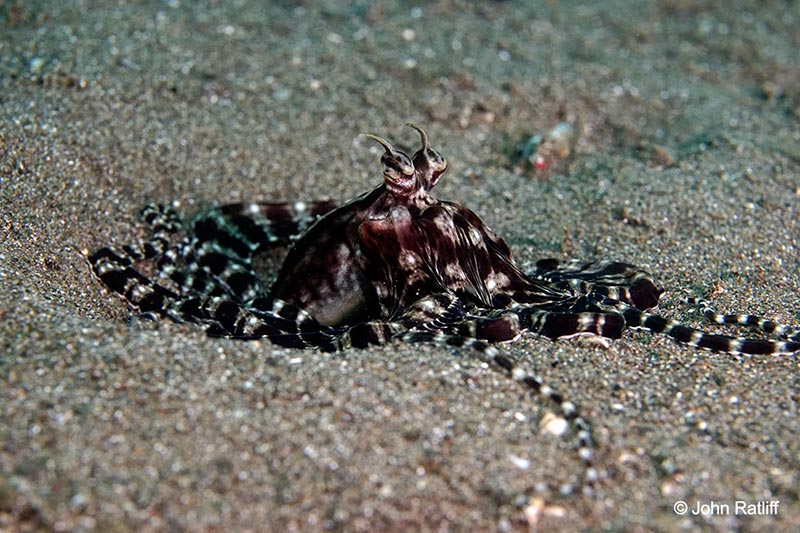 John Ratliff has a lucky encounter with a mimic octopus. Sony ILCE-7M2, 1/200 sec, f/8, 90mm