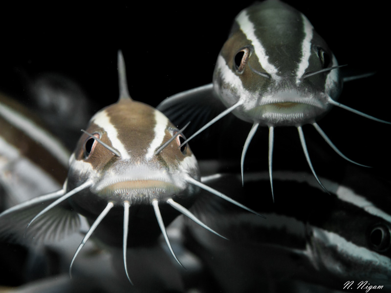 striped eel catfish