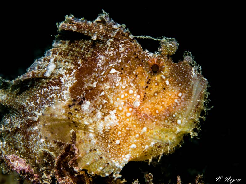 leaf scorpionfish