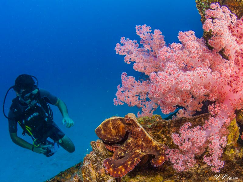Octopus and Diver