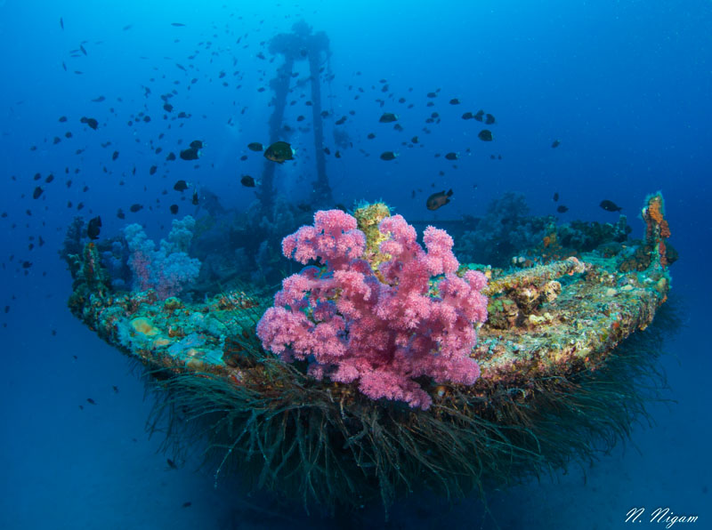 Djabeda wreck