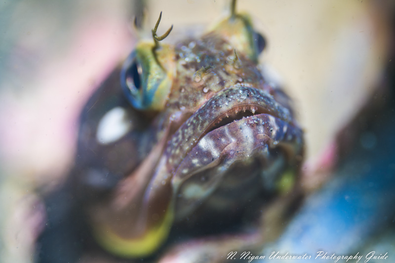 Kraken Hydra 2500 Macro Light Review - Underwater Photography Guide