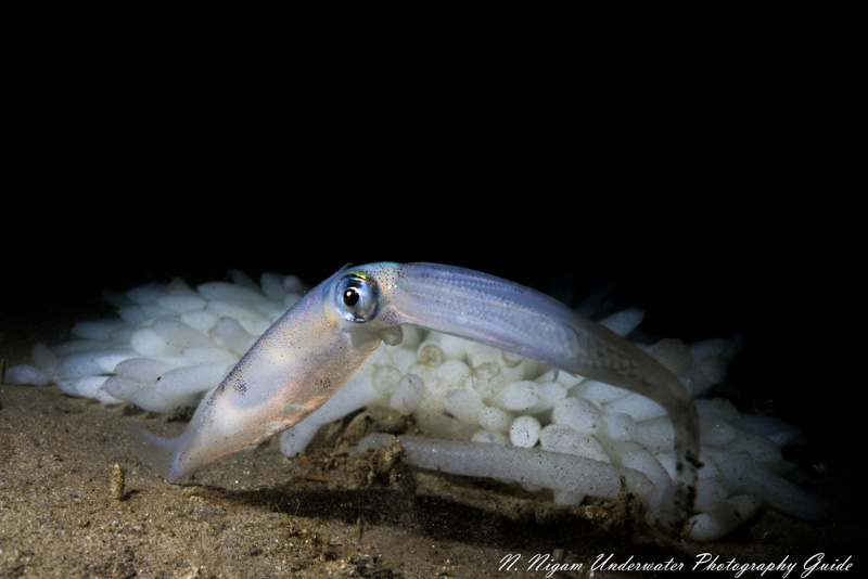 Kraken Hydra 2500 Macro Light Review - Underwater Photography Guide