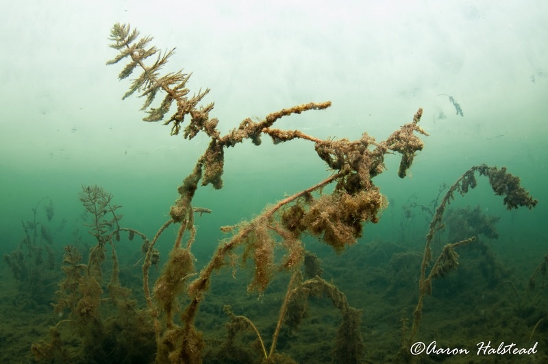 Vegetation under the ice.