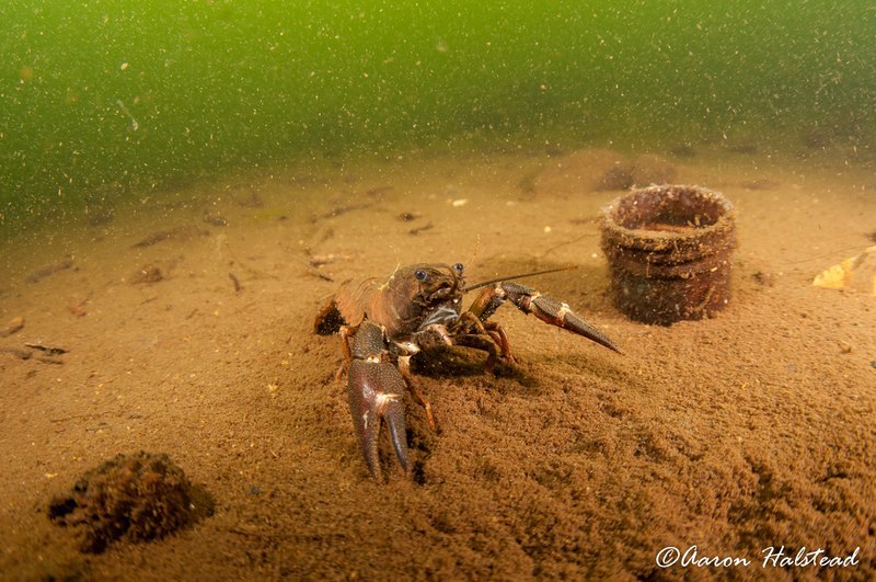 A signal crayfish on the silty bottomed lake.