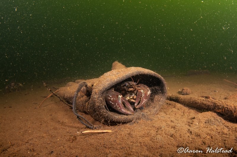 A discarded glove makes for a good home.