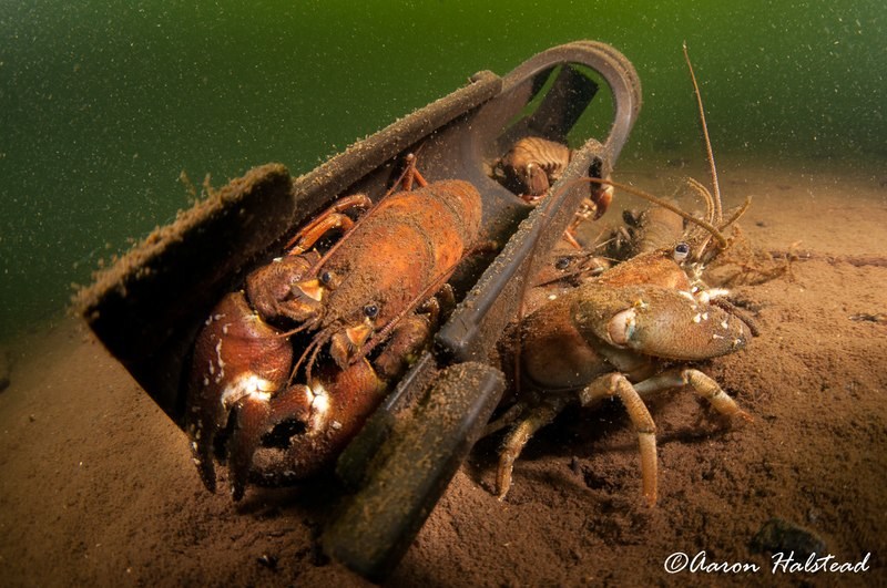 The bigger the object, the more crayfish I started to find taking cover in and around.