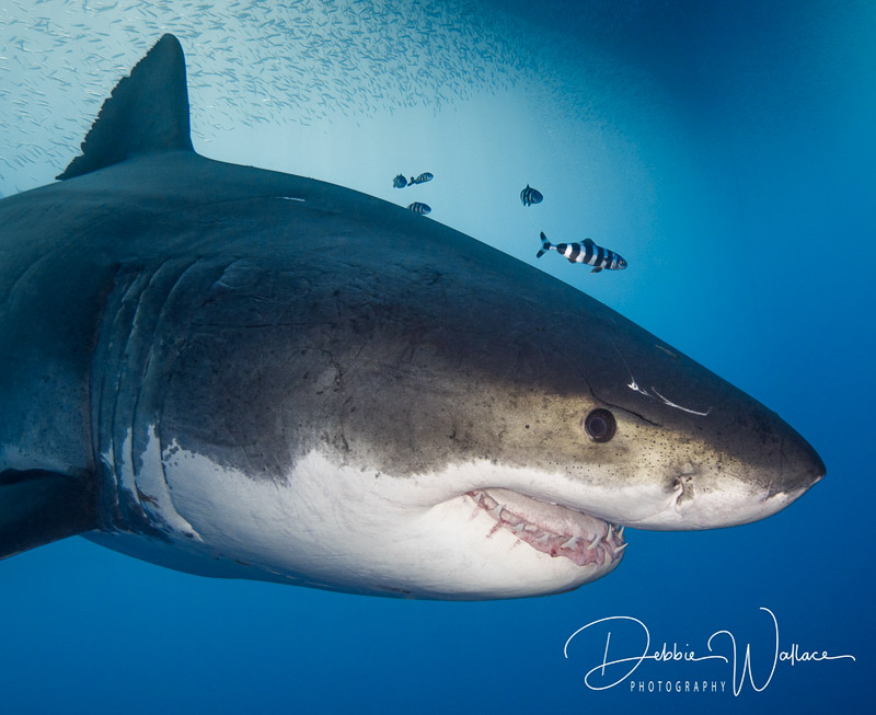 Matriarch Mug - Great White Shark, Guadalupe, Mexico. OM-D E-M1, Panasonic 7-14 @ 13mm, 1/200, f/7.1, ISO 200. Guadalupe Great White Shark