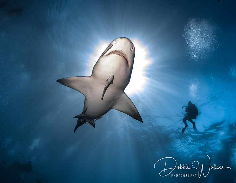 Sunny Lemon - Lemon Shark, Jupiter, FL. OM-D E-M1, Lumix 8mm Fisheye, 1/160, f/9.0, ISO 200. Lemon Shark