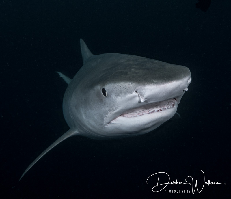 Out of the Dark - Tiger Shark, Jupiter, FL. OM-D E-M1 mk ii, Panasonic 7-14 @ 8mm, 1/100, f/7.1, ISO 200. Tiger Shark