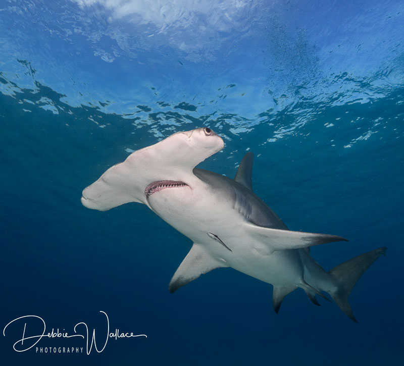 Hammer in the Blue - Hammerhead Shark, Bimini, Bahamas. OM-D E-M1, Panasonic 7-14 @ 7mm, 1/250, f/10, ISO 250. Hammerhead Shark