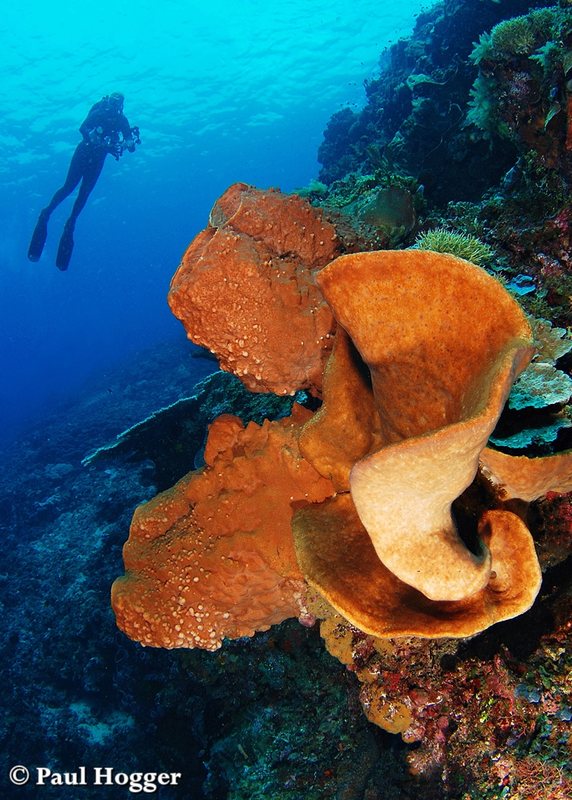 Diving with Volcanoes - Underwater Photography Guide