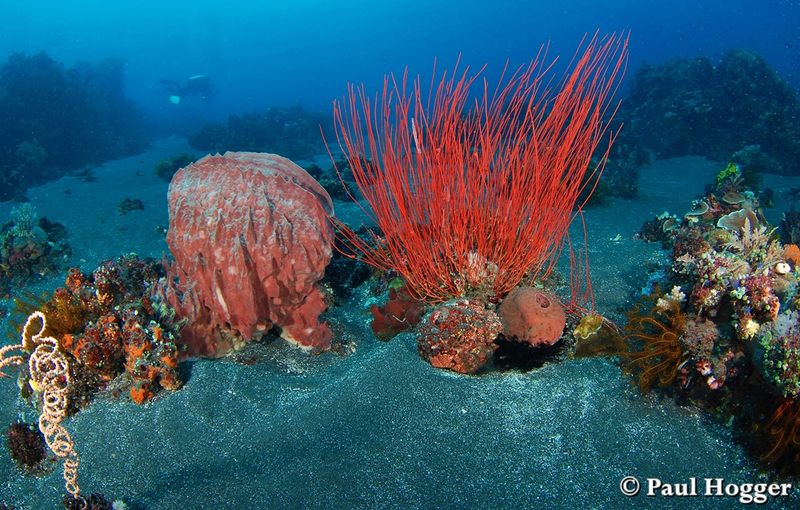 Diving with Volcanoes - Underwater Photography Guide