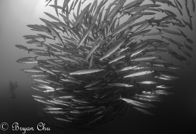 School of juvenile barracuda, taken with a "Playing to Win" mindset. Olympus OM-D E-M1, oly 8mm F1.8 fisheye, 2x Sea & Sea YS-D1 strobes. F5.0, 1/80 sec, ISO 200.