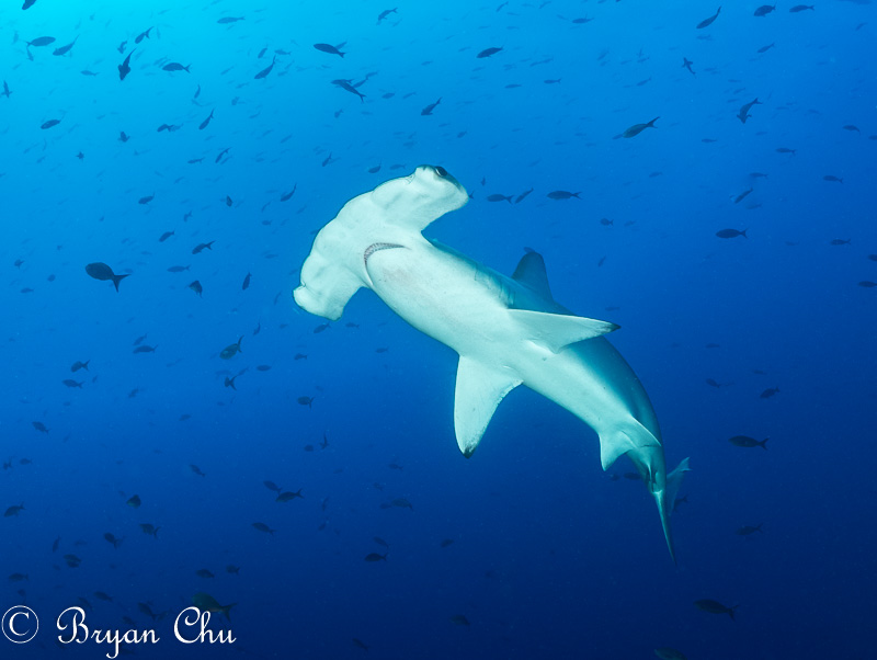 Hammerhead shark. Olympus OM-D E-M1, Oly 8mm F1.8 fisheye, 2x Sea & Sea YS-D1 strobes. F7.1, 1/100, ISO 200.