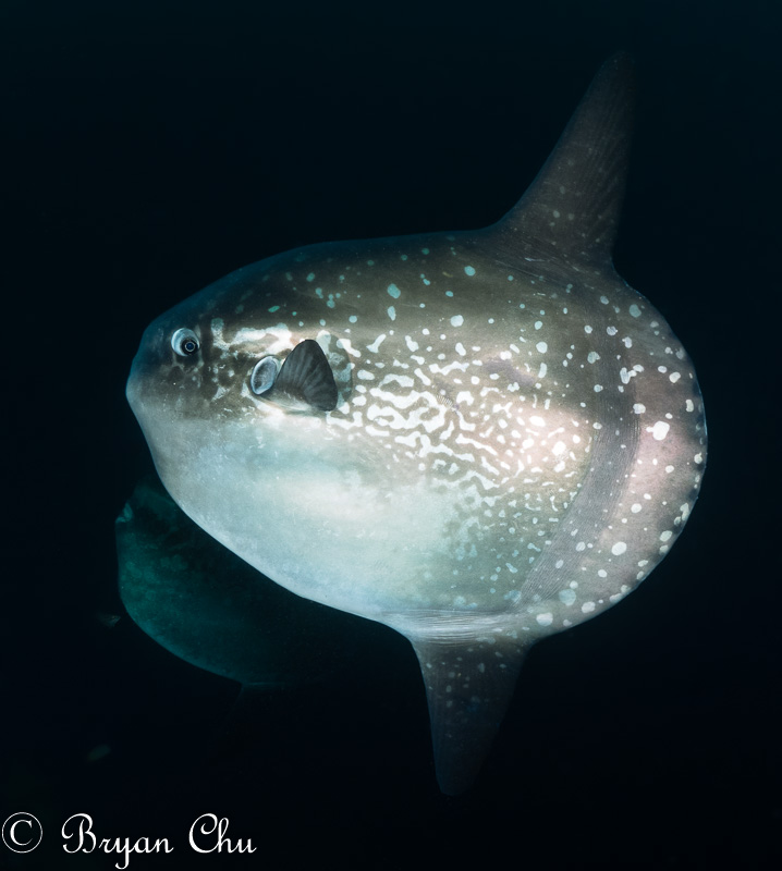 Two mola molas. Olympus OM-D E-M1, Oly 8mm F1.8 fisheye, 2x Sea & Sea YS-D1 strobes. F9.0, 1/100, ISO 200.