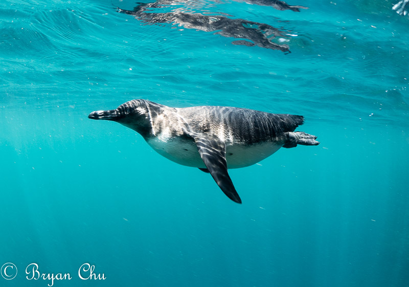 Galapagos Penguin. Olympus OM-D E-M1, Oly 8mm F1.8 fisheye, no strobes. F5.6, 1/125, ISO 200. Galapagos Penguin