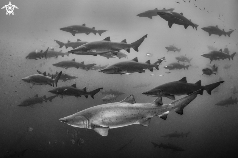 Photo by Tanya Houppermans Photo by Tanya Houppermans